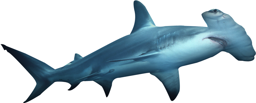 Aquatic Real Shark PNG HD