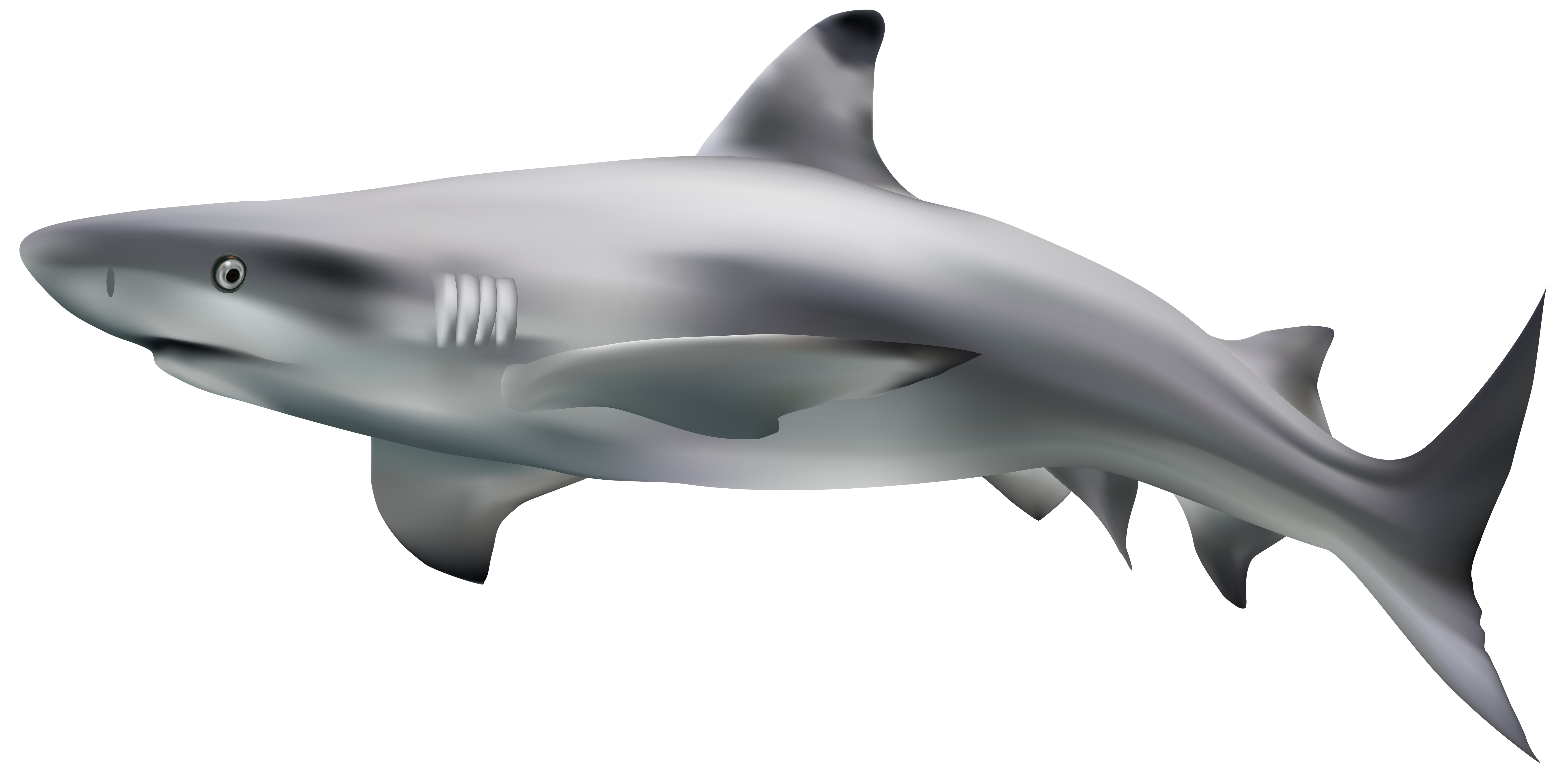 Aquatic Real Shark PNG Image