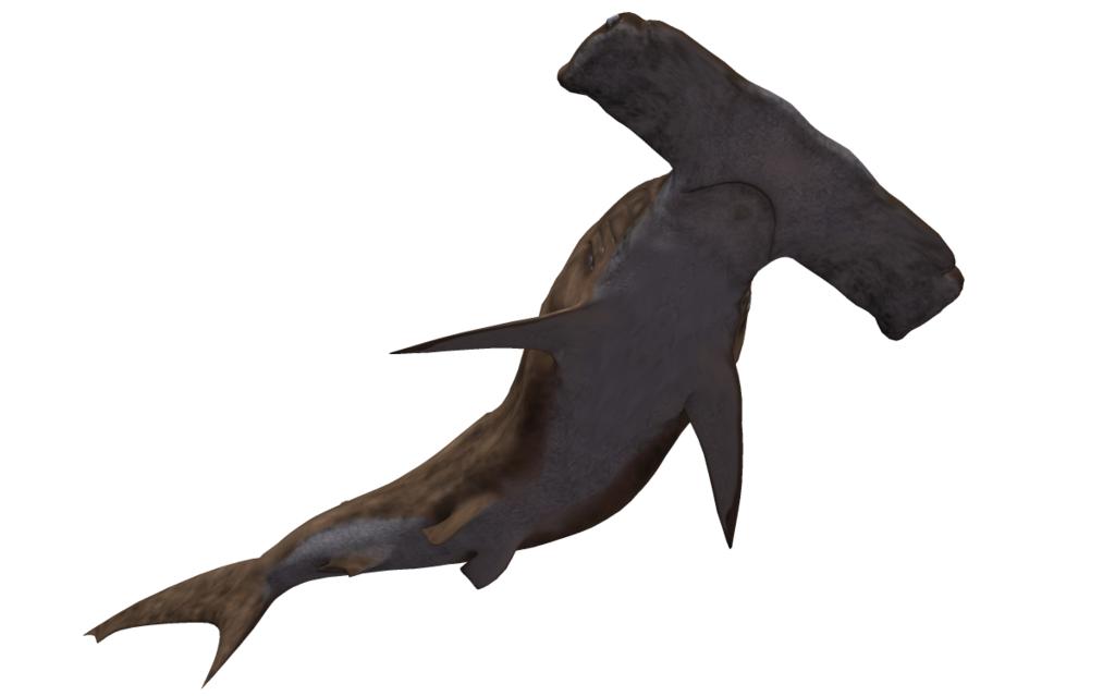 Aquatic Real Shark PNG Transparent Image
