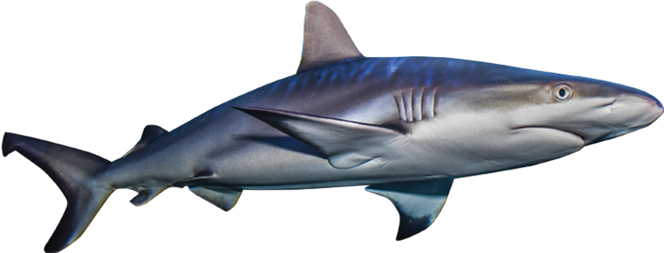 Aquatic Real Shark Transparent Background