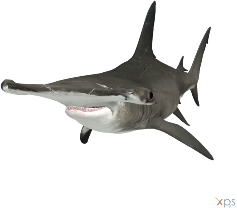 Aquatic Real Shark Transparent PNG