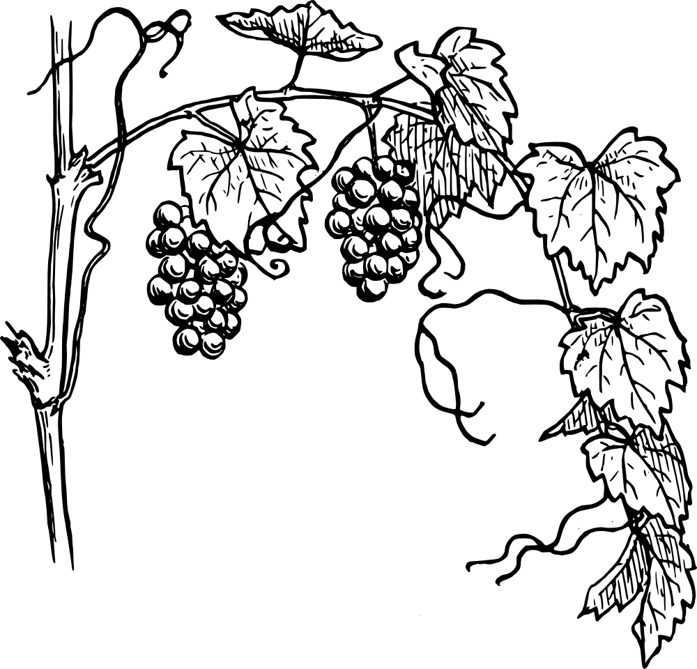 Art Grape Vine Leaf PNG Pic