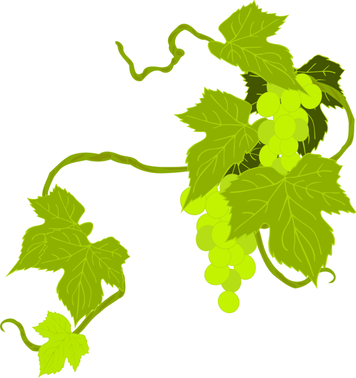 Art Grape Vine Leaf Transparent Background