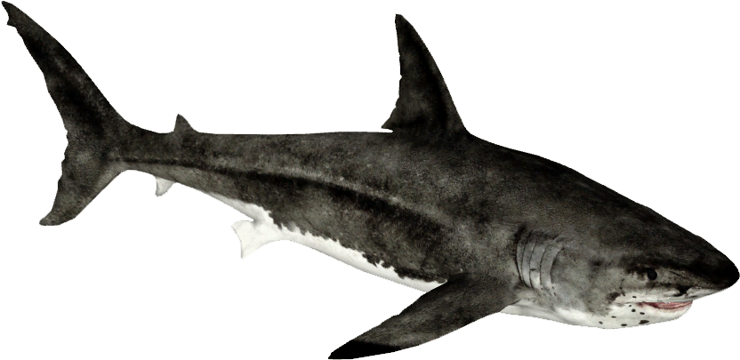 Big Megalodon Shark PNG Transparent Image