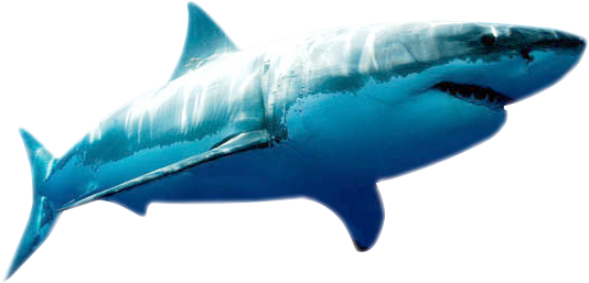 Blue Megalodon Shark PNG Image