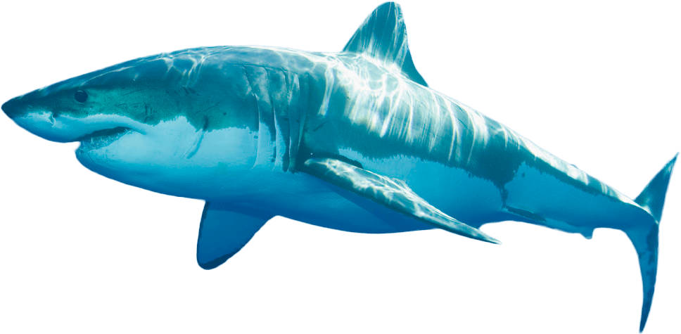 Blue Real Shark PNG Clipart