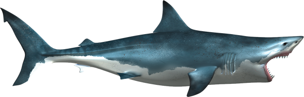 Blue Real Shark PNG Pic