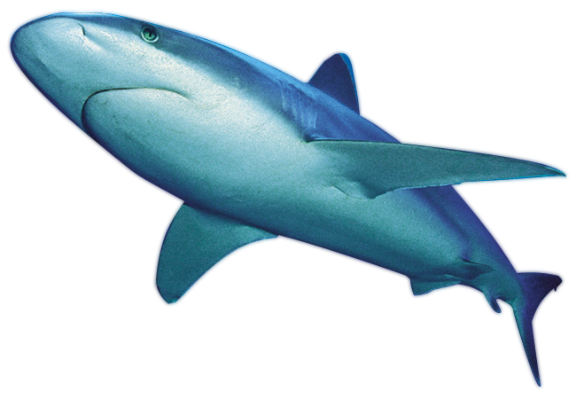 Blue Real Shark Transparent Background
