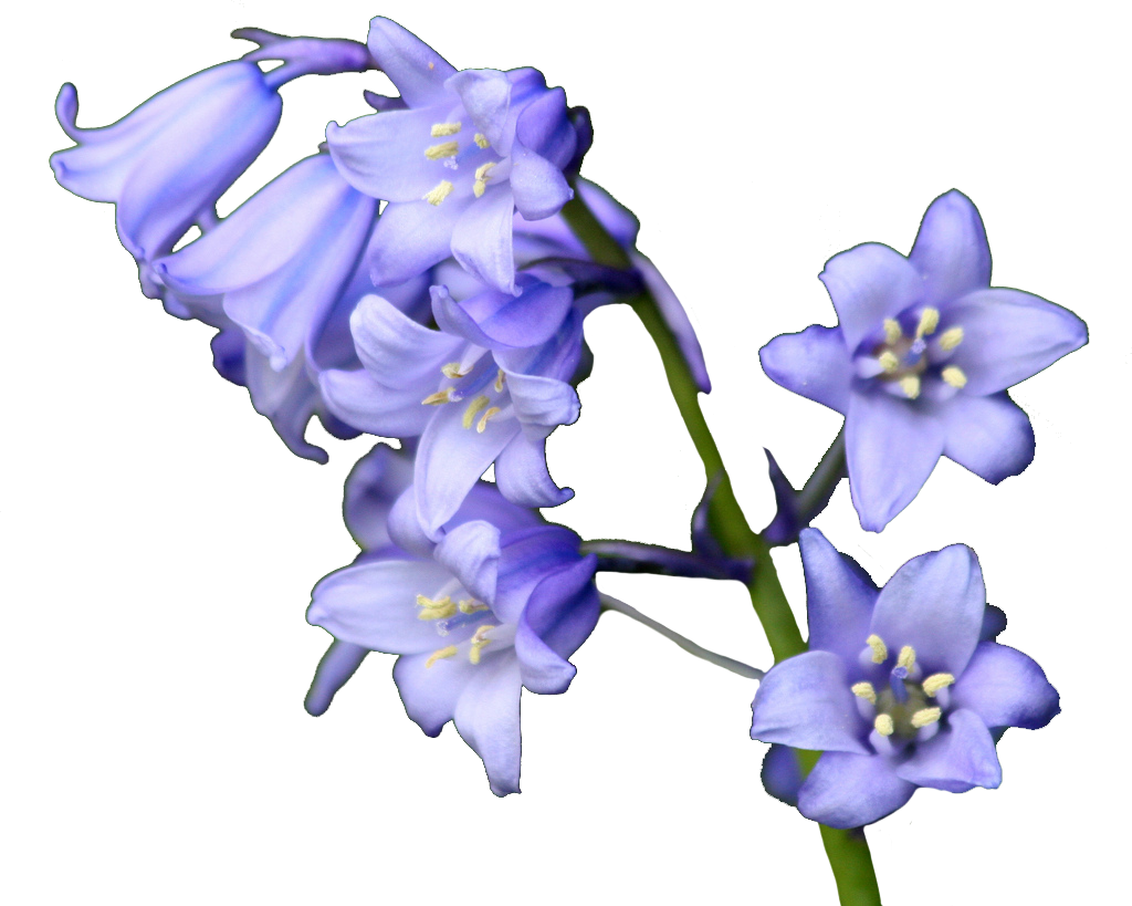 Bluebells Flower PNG Clipart