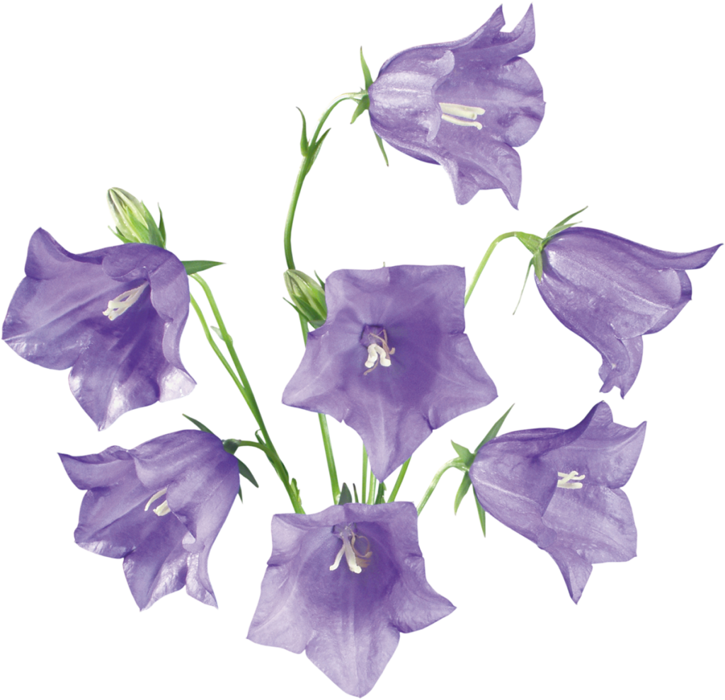 Bluebells bunga PNG gambar