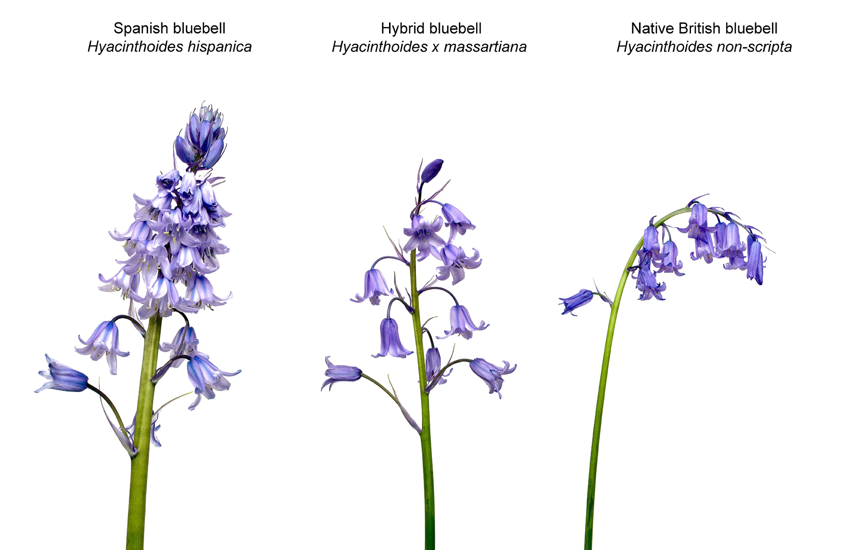 Bluebells çiçek PNG şeffaf görüntü