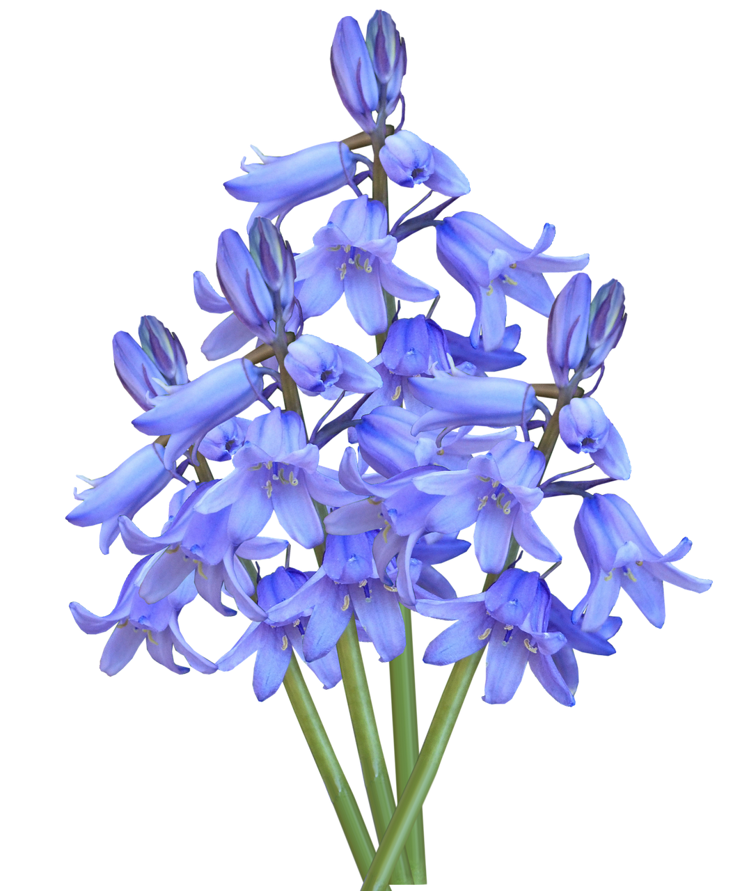 Bluebells bunga Transparan PNG