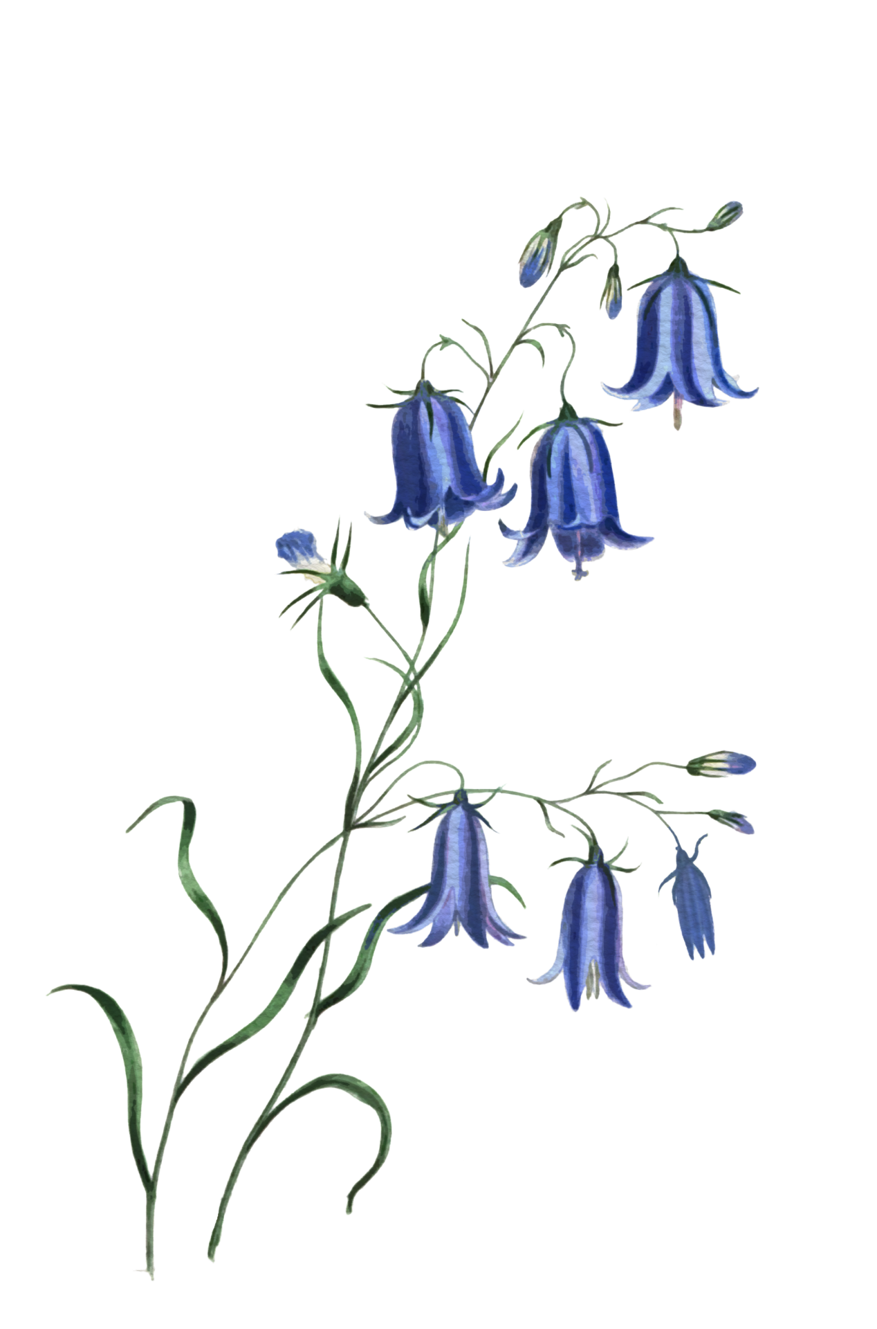 Bluebells PNG Clipart