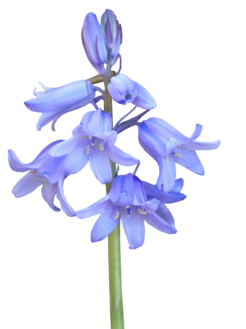 Bluebells PNG Pic