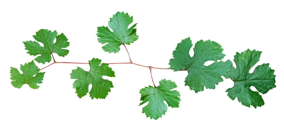 Bunch Grape Vine Leaf PNG Image