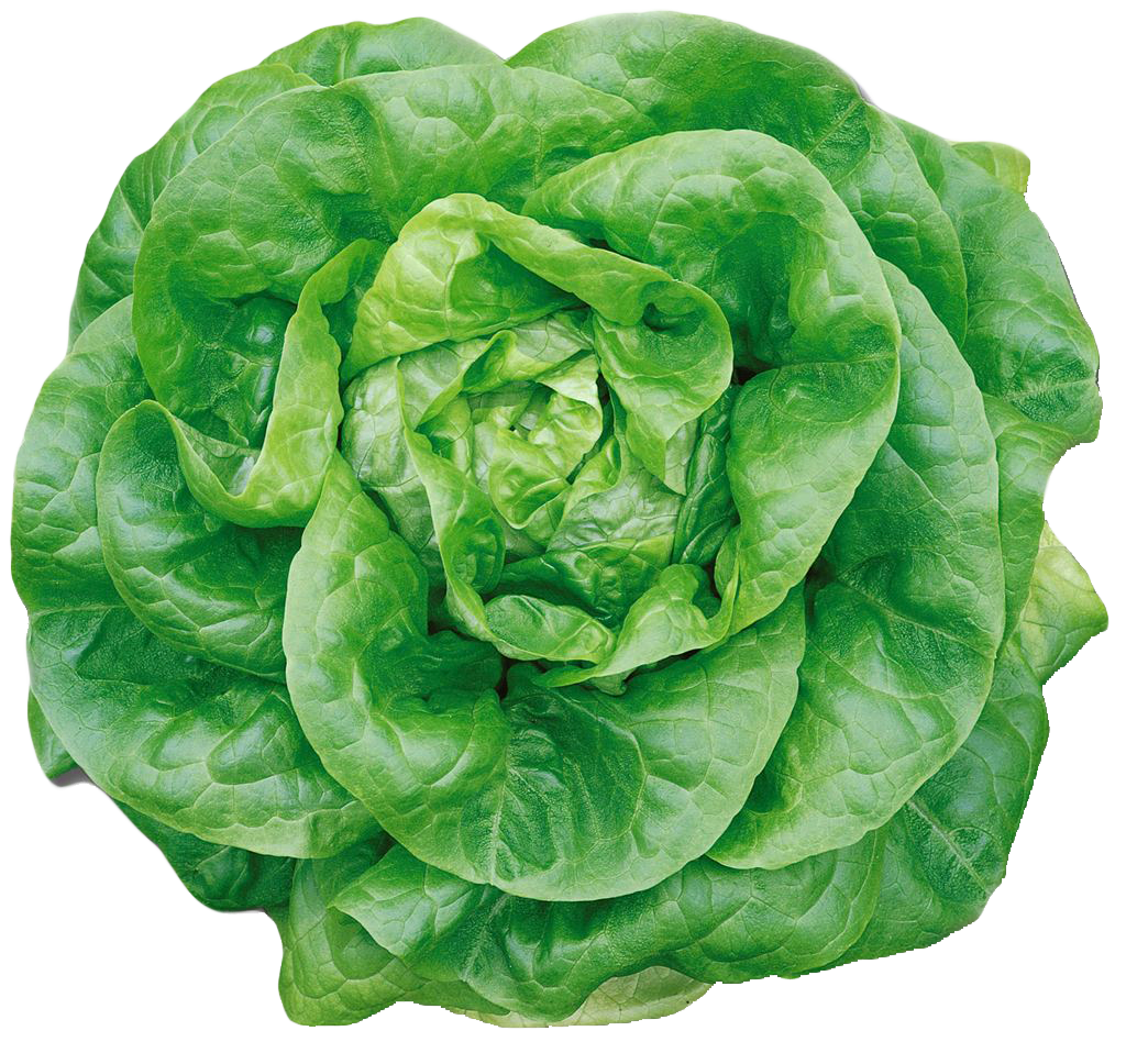 Butterkopf grüner Salat PNG-Clipart