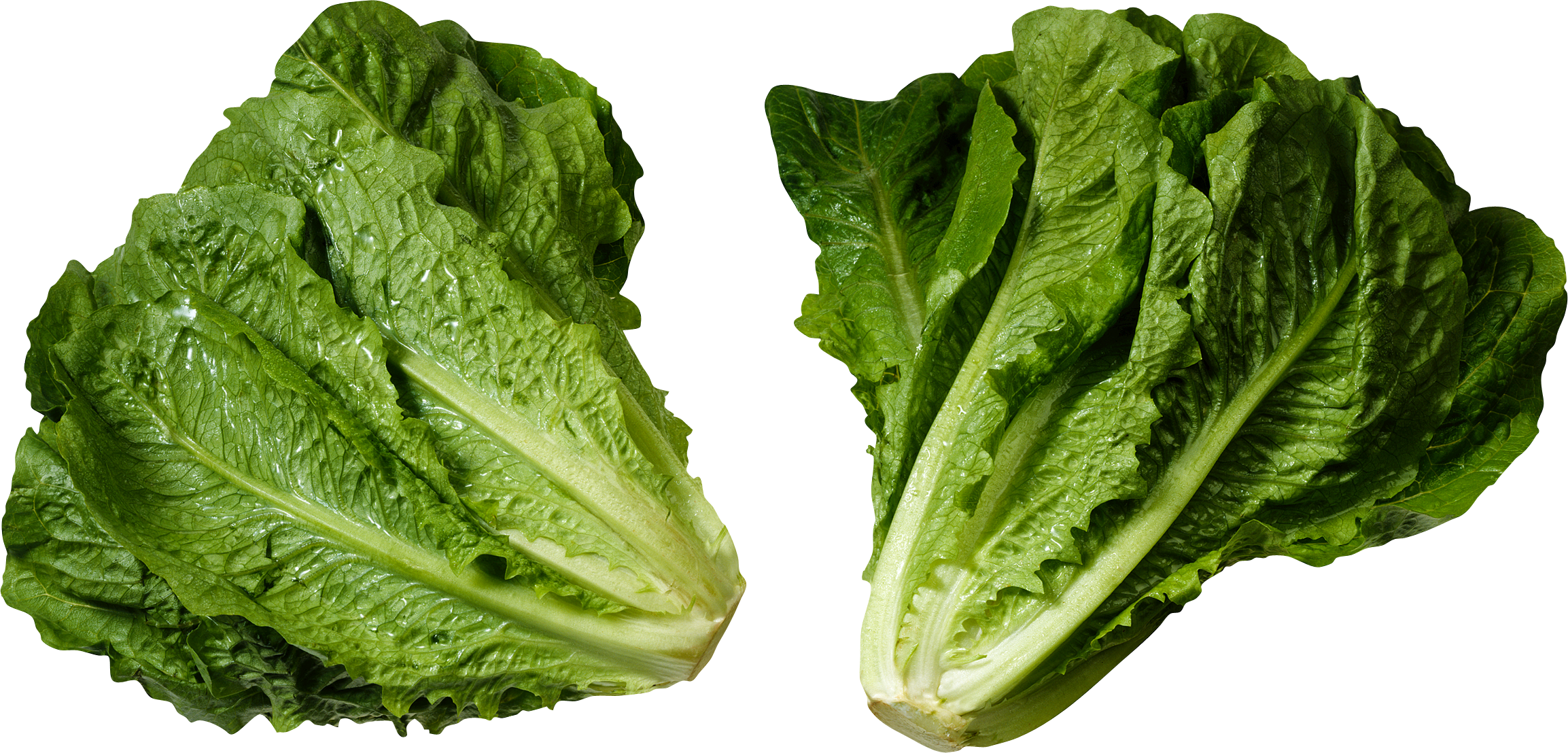 Butterhead Green Lettuce PNG Libreng pag-download
