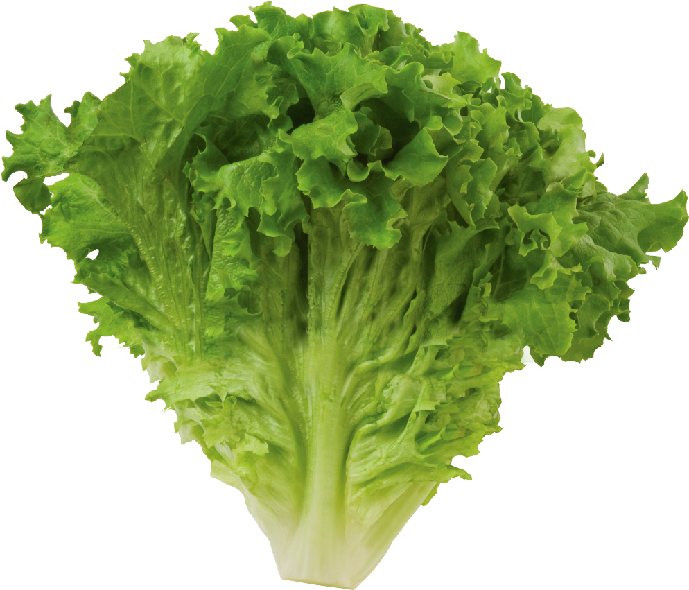 Butterhead Green Lettuce PNG Image