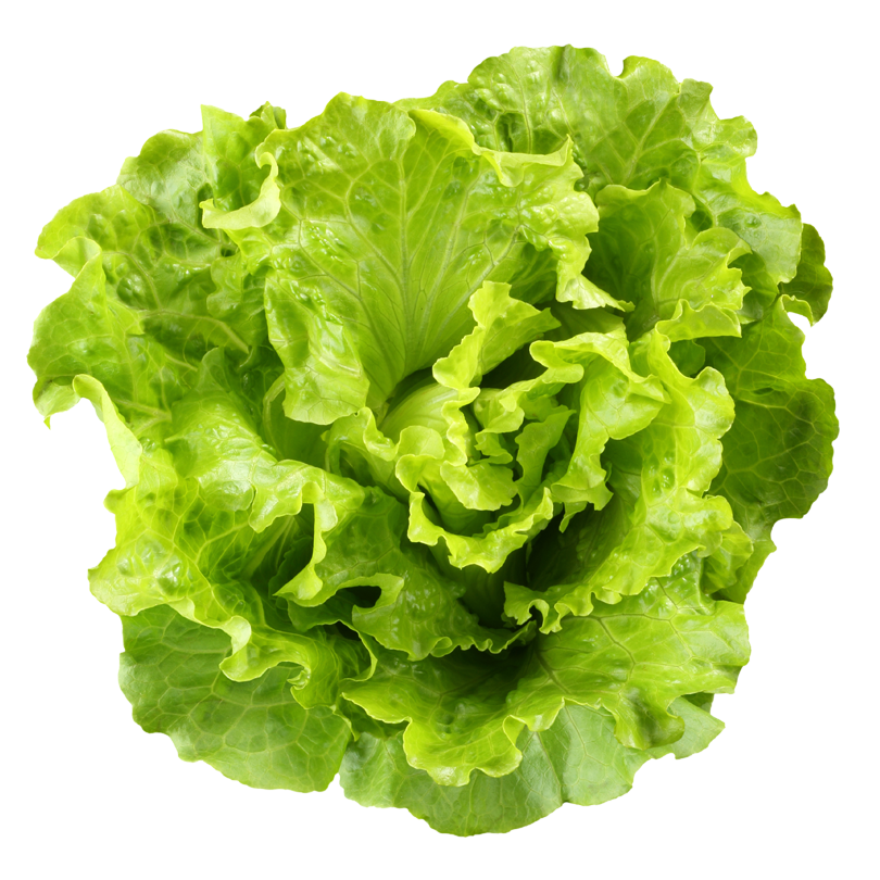 Butterkopf-grüne Salat PNG-Fotos