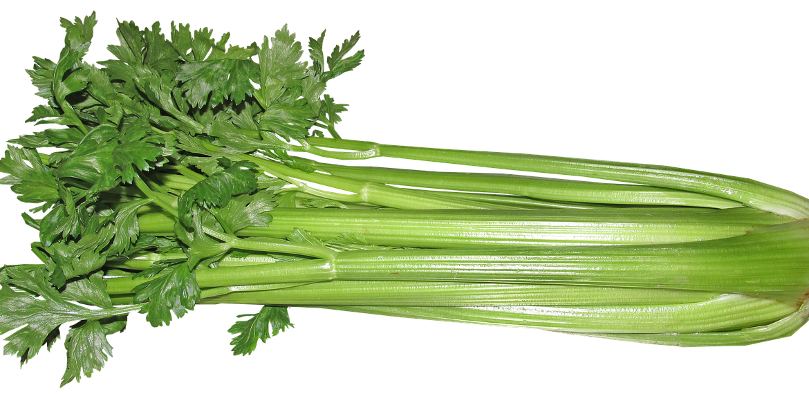 Celery sticks bunch PNG Clipart