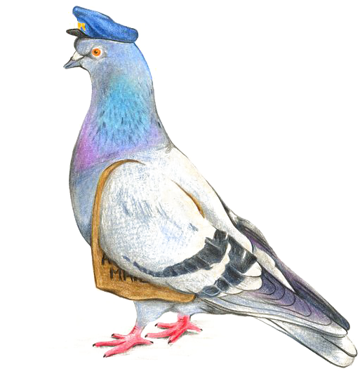 Columbidae Pigeon PNG Photos