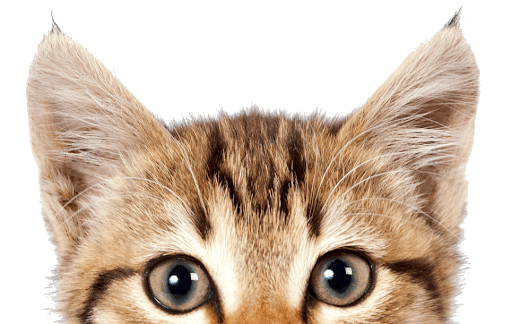 Sevimli yavru kedi PNG Clipart