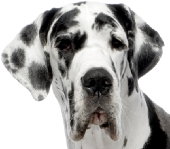 Hund Face PNG-Datei