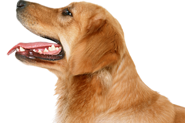 وجه الكلب PNG الموافقة المسبقة عن علم