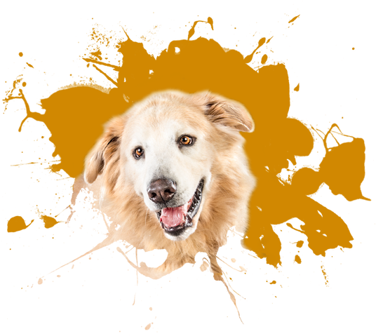 Hond gezicht PNG Transparant Beeld