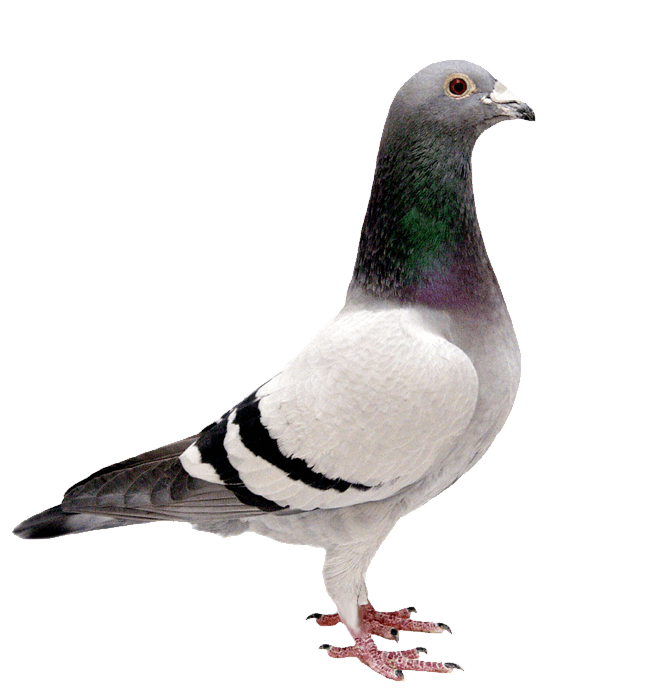Domestic Columbidae Pigeon PNG Clipart
