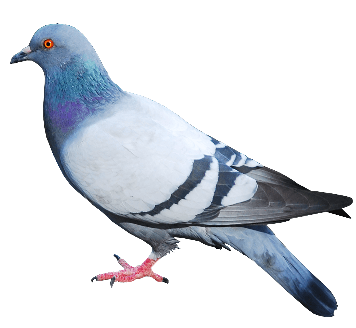 Domestic columbidae Pigeon PNG File