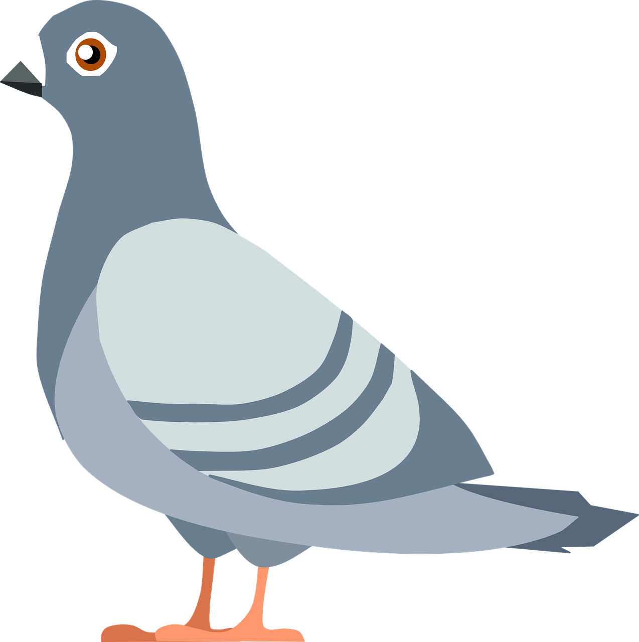 Domestic Columbidae Pigeon PNG HD