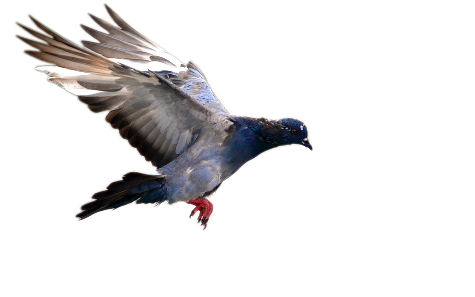 Domestic Columbidae Pigeon Png Image Png Mart