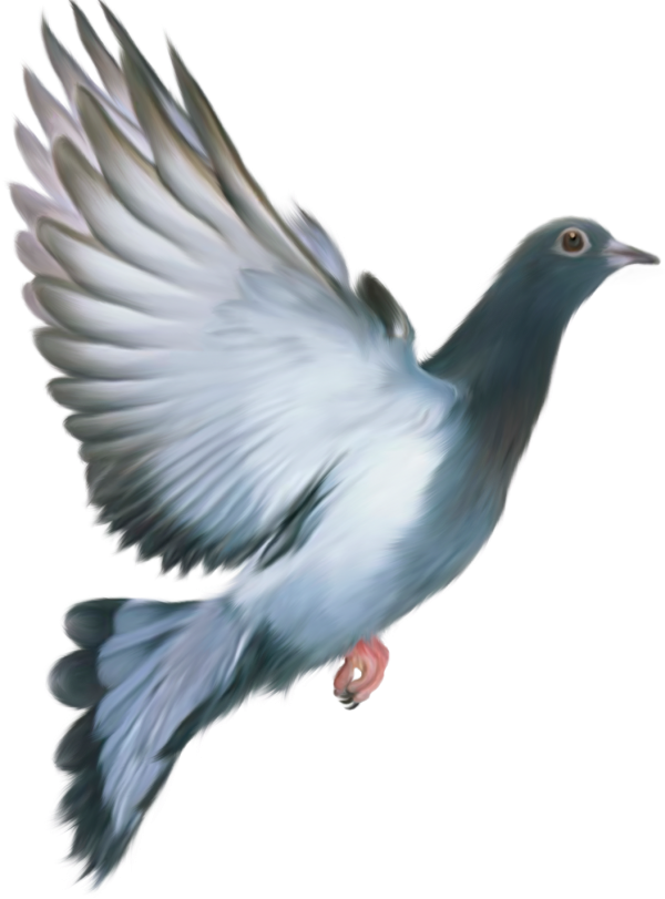 Domestic Columbidae Pigeon PNG Photo