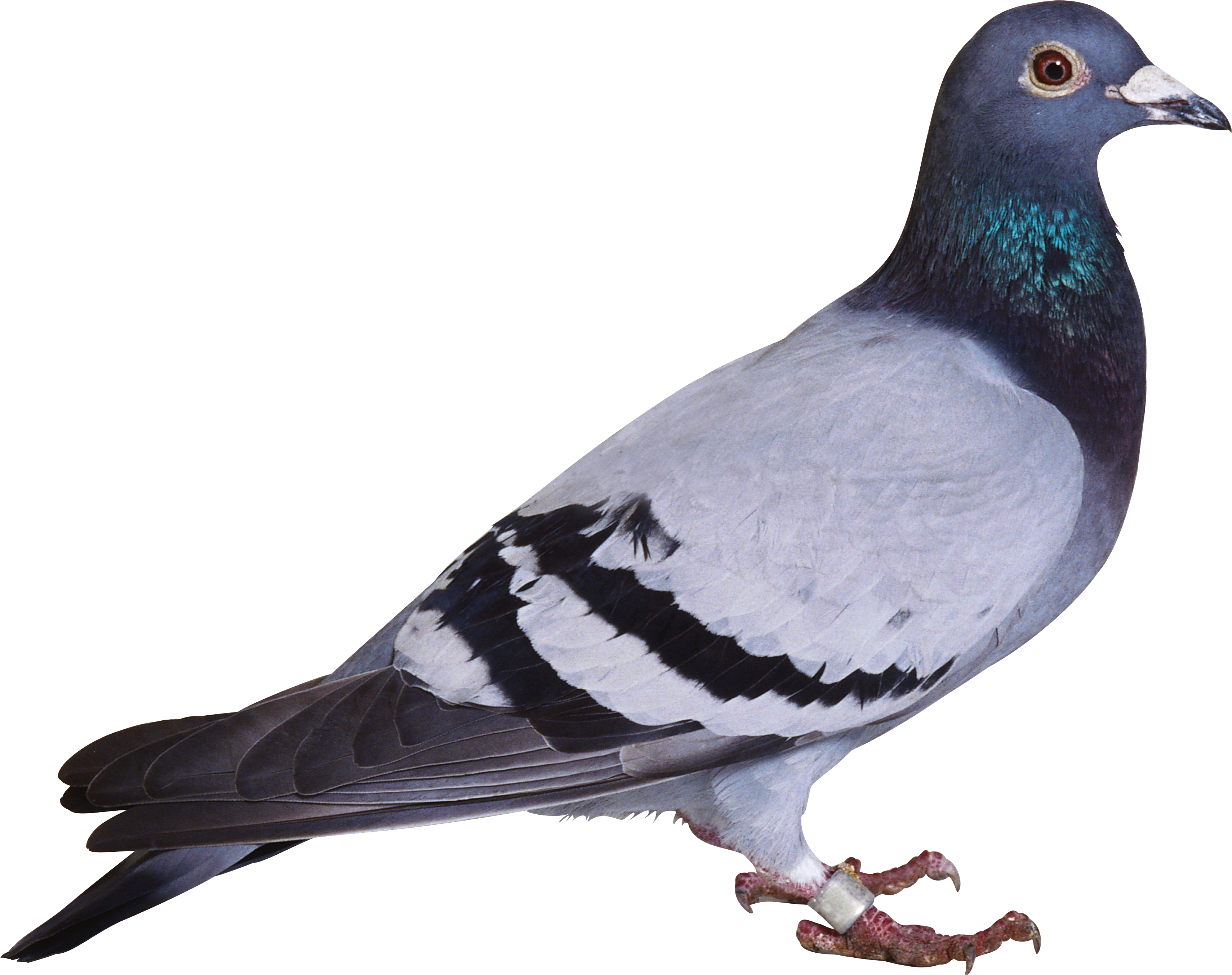 Domestic Columbidae Pigeon PNG Pic