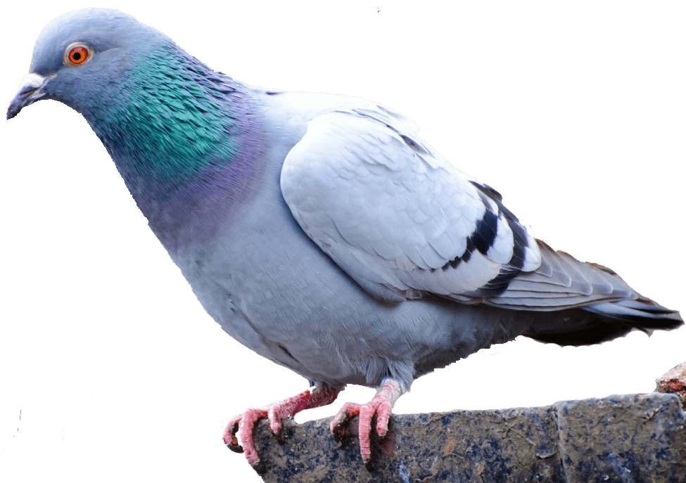 Domestic Columbidae Pigeon PNG Picture