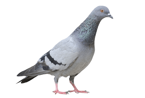 Domestic Columbidae Pigeon PNG Transparent Image
