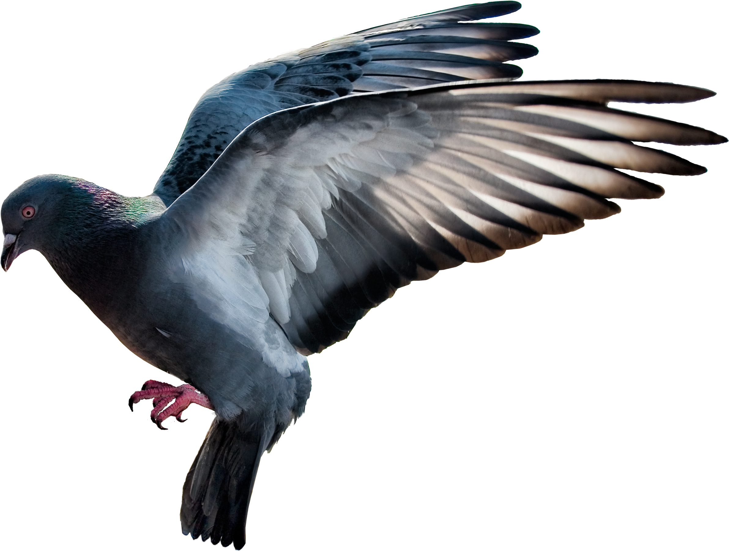 ในประเทศ Columbidae Pigeon พื้นหลังโปร่งใส
