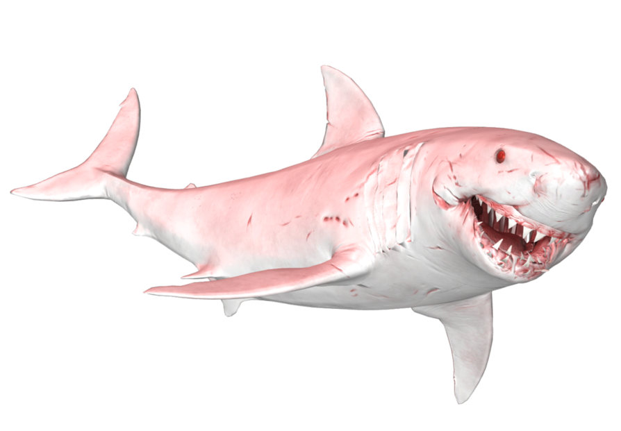 Face Megalodon Shark PNG Free Download