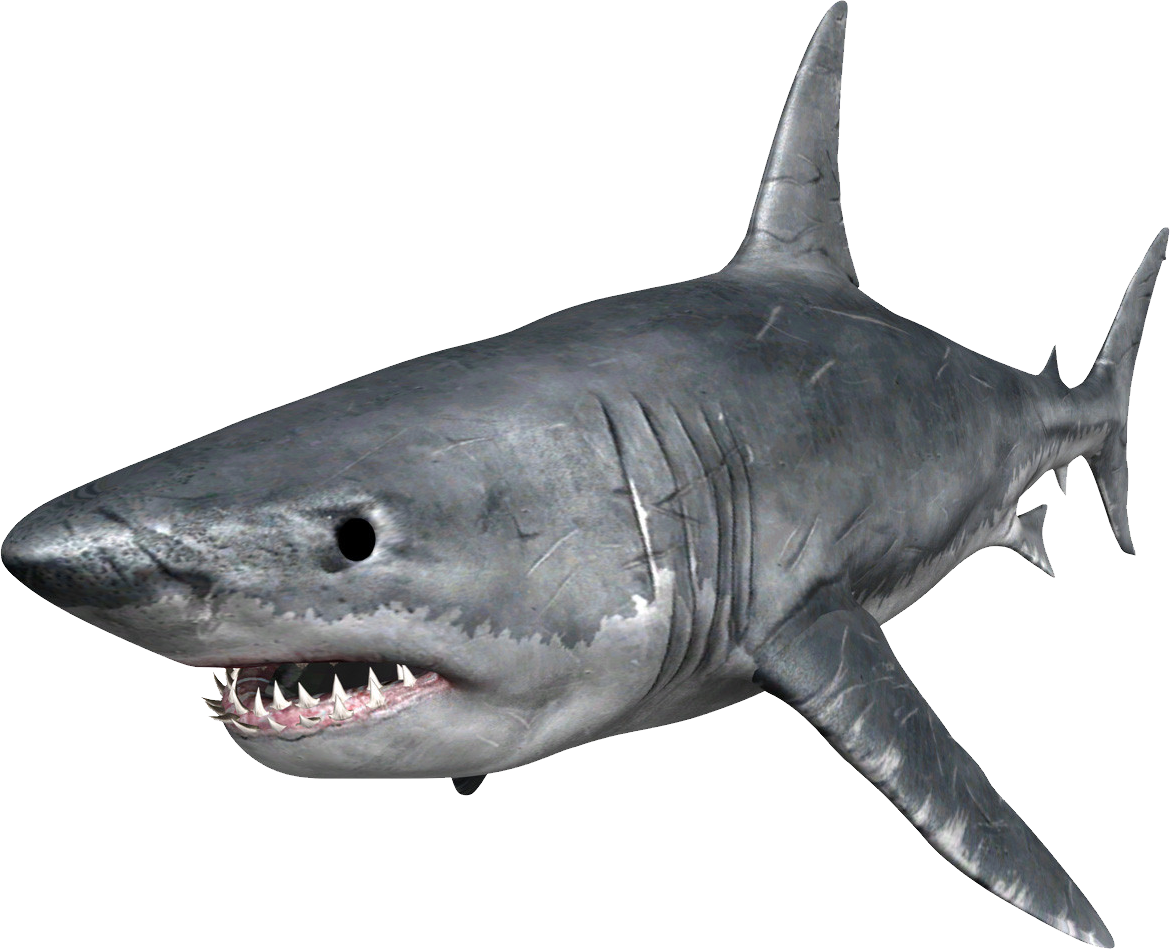 Wajah megalodon hiu PNG gambar