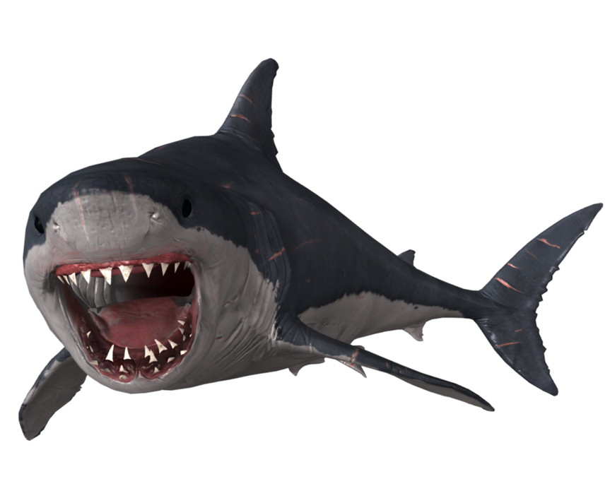 Wajah megalodon hiu PNG gambar Transparan