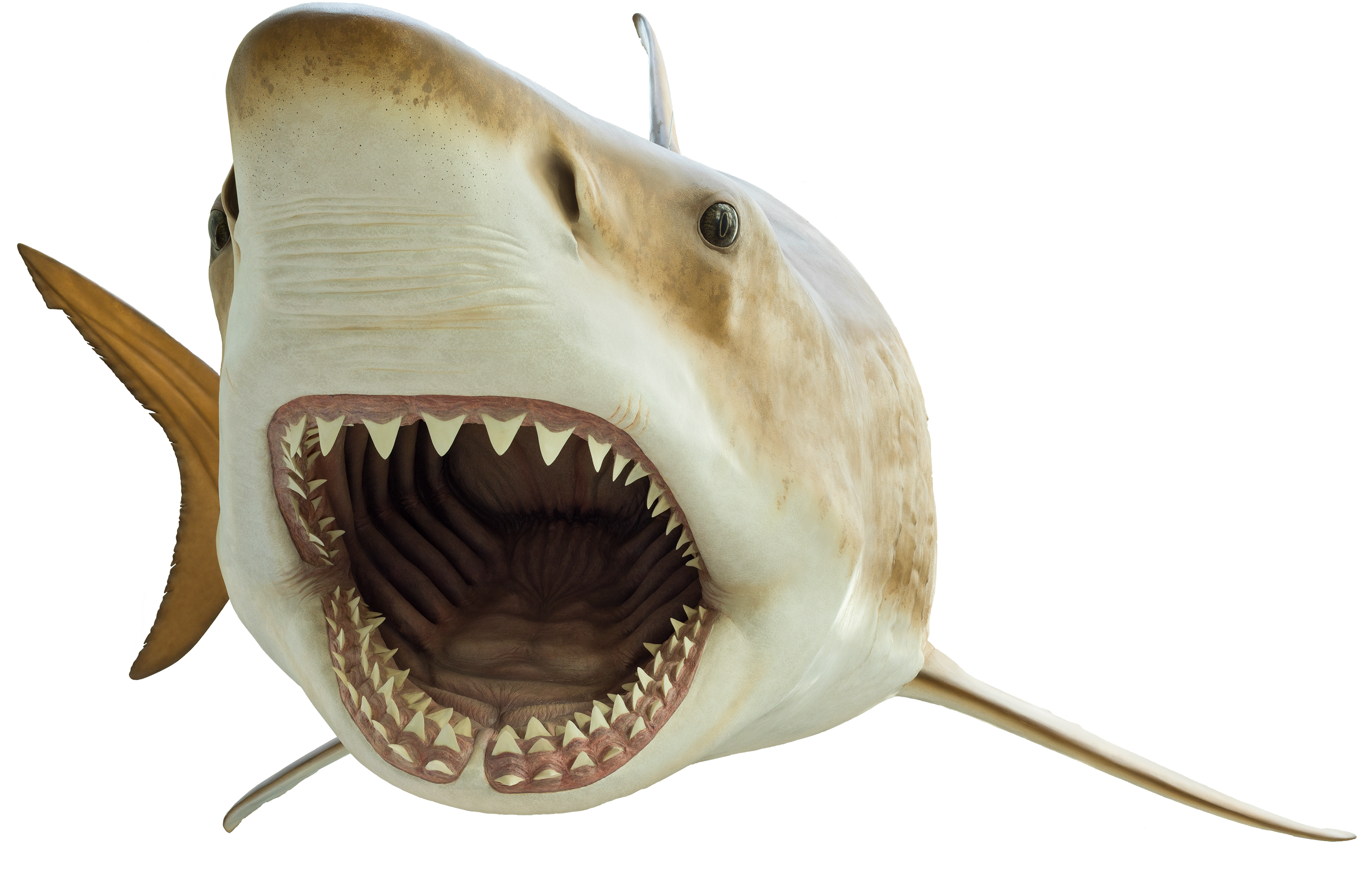 Gesicht Megalodon Shark Transparent PNG