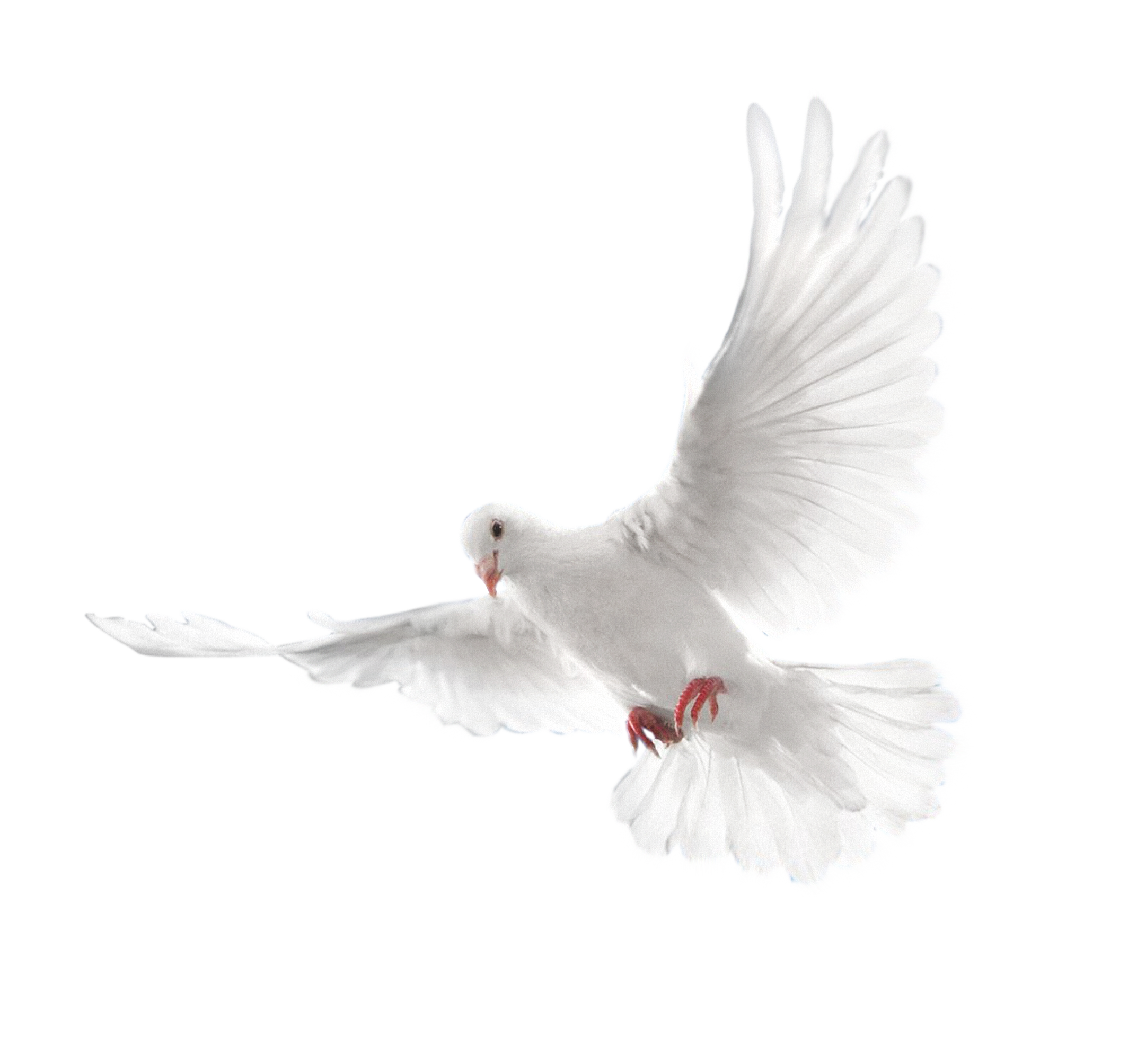 Flying Peace Pigeon PNG Image