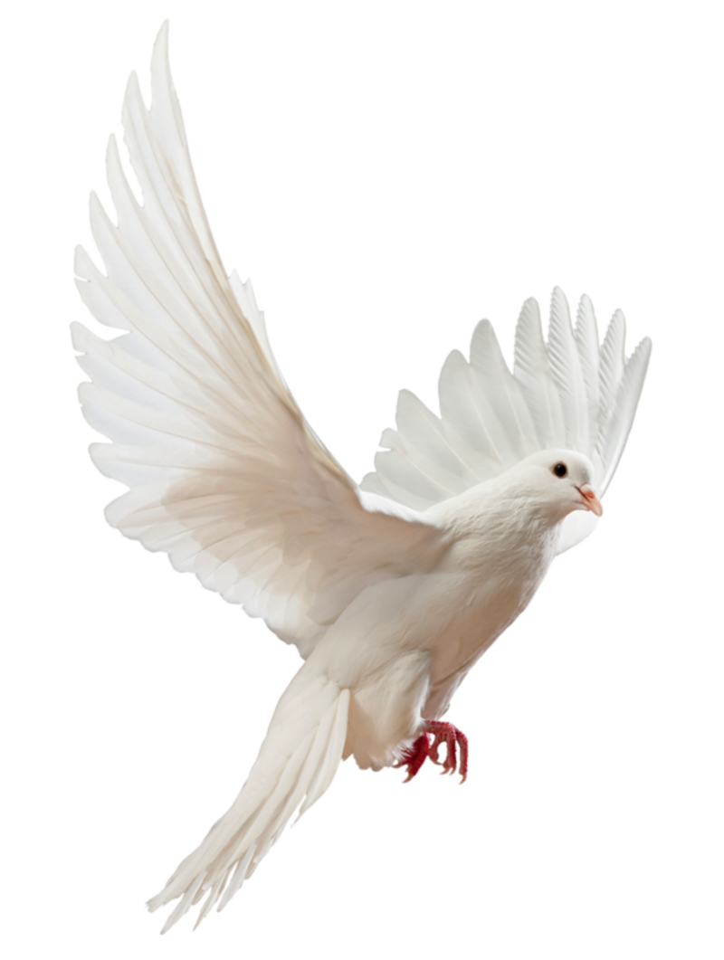 Flying Peace Pigeon PNG Photos