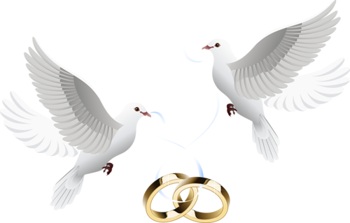 Flying Peace Pigeon PNG Pic