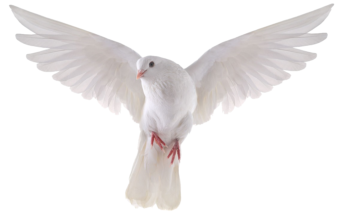 Flying Peace Pigeon Transparent PNG