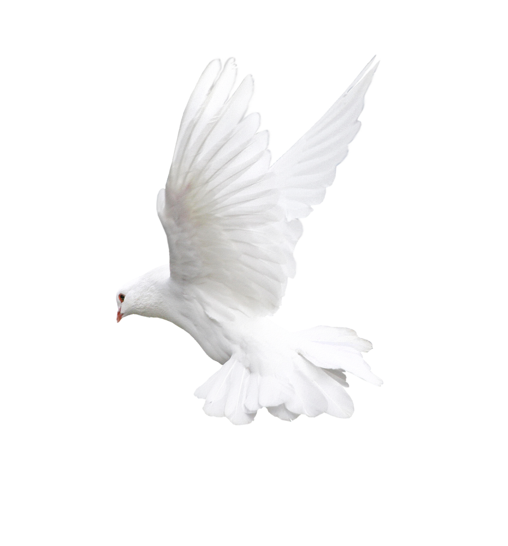 Flying White Pigeon PNG Clipart