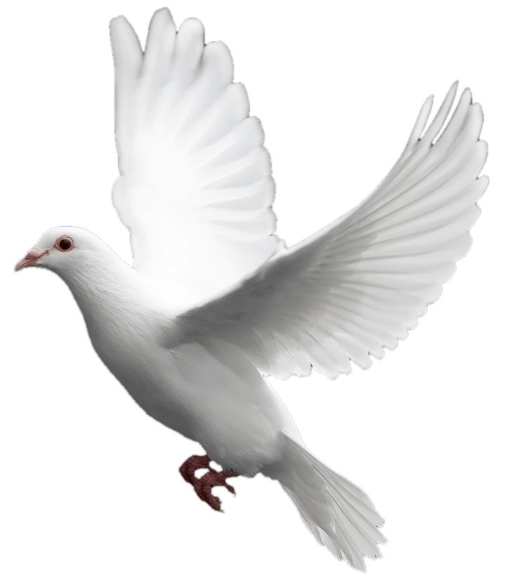 Flying White Pigeon PNG File