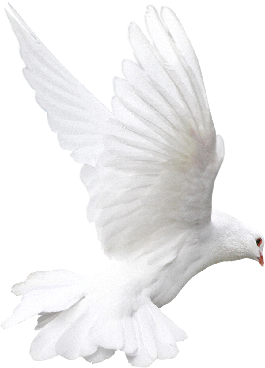Flying White Pigeon PNG Free Download