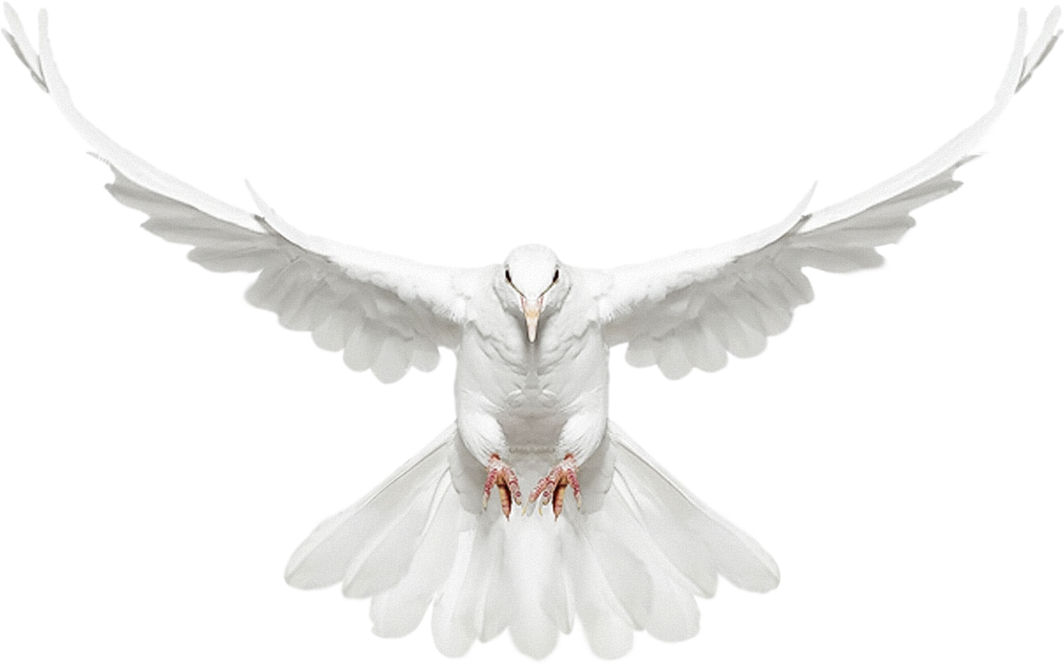 Flying White Pigeon PNG Image